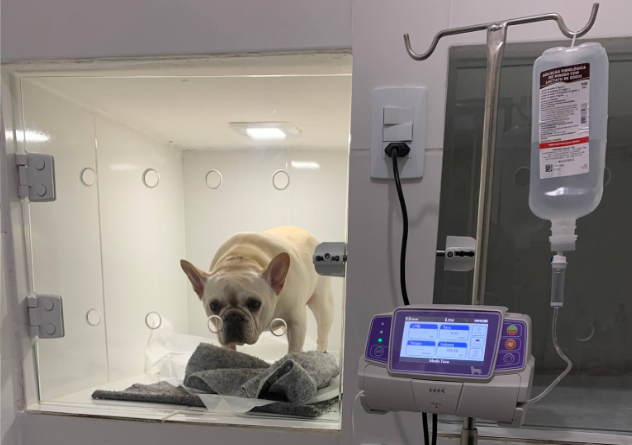 internanção  clinica veterinaria 