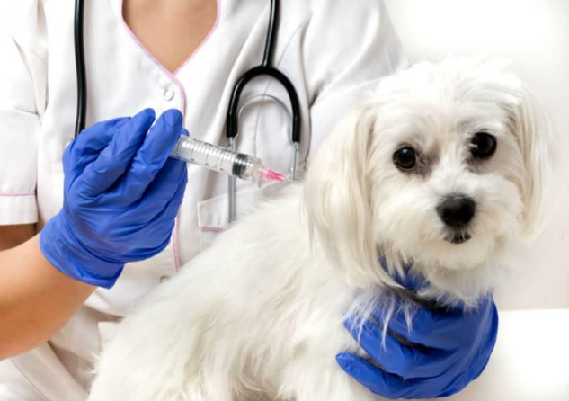vacinas clinica veterinaria 