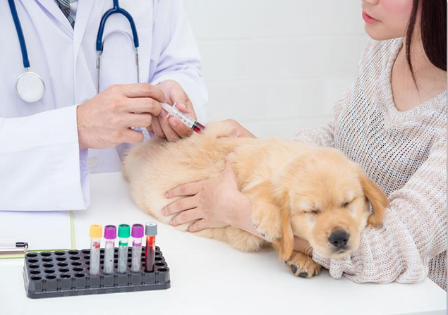 exames clinica veterinaria 